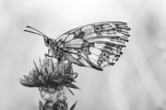 21-dE-CUSSY-Bruno-De-CUSSY_Bruno_Parpaillon