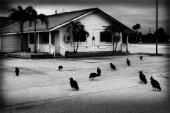 29-COUDUN-Jean-Luc-Les-oiseaux