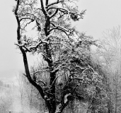 0033-WINTERHALTER-Elizabeth-Yuki-no-Ki