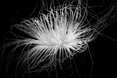 0051-GALIMARD-Jacques-Dominique-ANEMONE