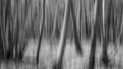 0056-REMOADI-Albert-File-de-bois