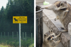 CHABOD Luc, Intrusions, couleur, nature