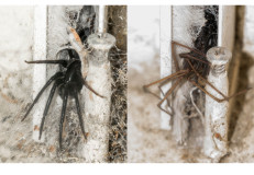 Lever Françoise, Diptyque 2, couleur, macrophotographie