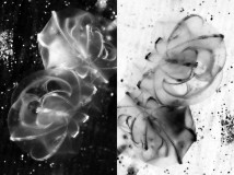 Lever Françoise, Diptyque 3, monochrome, macrophotographie