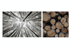 Morales-Marc, Diptyque Forêt 1, couleur, nature