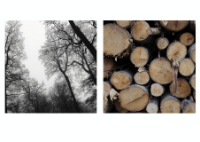 Morales-Marc, Diptyque Forêt 2, couleur, nature