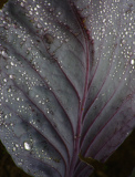 durand pascale, durand_pascale_dyptique perles 1dyptique perles 1, couleur, nature