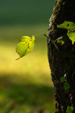 Amozoqueno Camilo, Feuille, couleur, nature