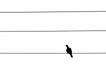 Amozoqueno Camilo, Pigeon, monochrome, minimaliste