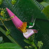 REMOADI Albert, Colibri féérique, couleur, animalier