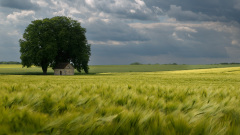 REMOADI Albert, Un abri de campagne, couleur, paysages