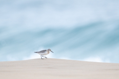 AUTHIE Anne-Lise, Avant la vague, couleur, nature