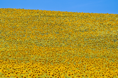 AUTHIE Anne-Lise, Les tournesols, couleur, paysages