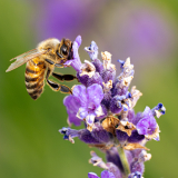 Lequeux_Jean-Michel, gourmande, couleur, nature