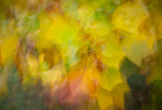 AUTHIE Anne-Lise, Autumn leaves, couleur, créative