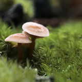 DARNAULT Assunta, Champignons, couleur, nature
