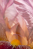 REMOADI Albert, Iris en flamme, couleur, macrophotographie