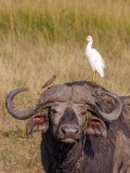 REMOADI Albert, Trio des savanes, couleur, animalier
