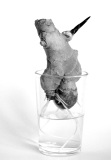 MARY Corinne, racine, monochrome, minimaliste