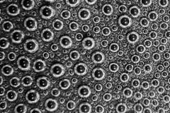 PARENT_Benoit_bulles Bulles monochrome créative