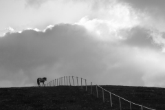 WINTERHALTERElizabeth Jusqu'à lui monochrome créative