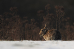 FEVRE-Caroline_Jour-de-neige