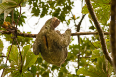 REMOADI_Albert_Sur-ma-branche