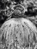 Durand-h_pigeon