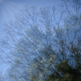Le_Bourhis_Josette-bourgeons