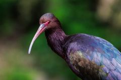 REMOADI Albert Ibis falcinelle couleur animalier
