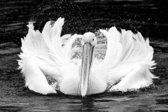 REMOADI Albert Toilette monochrome nature