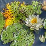 Chéron Françoise Sur l'eau couleur nature