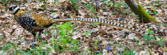 KOSS Mario Faisan Vénéré couleur animalier