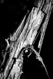 de CUSSY Bruno de Cussy Bruno- Ecorce noire monochrome nature