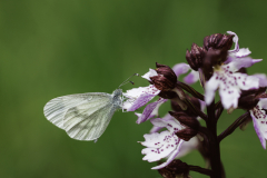 REMOADI Albert, Piéride, couleur, macrophotographie