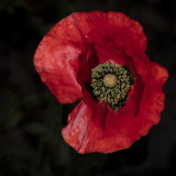 conan serge, coquelicot, couleur, créative