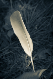 conan serge, la plume, monochrome, créative
