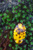 Leaqueux_Jean-Michel, couleurs01, couleur, nature
