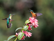 REMOADI_Albert_Colibri-a-ventre-chatain
