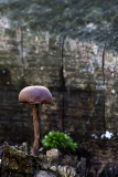 DARNAULT Assunta, Champignon violet, couleur, nature