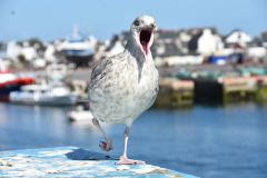 LAGADEC Thierry, Mouette, couleur, animalier