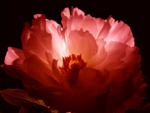 Le Bourhis Josette, Pivoine, couleur, portrait