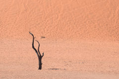 1_Le_Bourhis_Josette-namibie