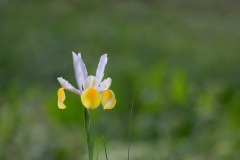 AMOZOQUENO Camilo, Iris, couleur, nature