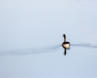 AMOZOQUENO Camilo, Passage dans l'eau, couleur, animalier