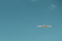 AMOZOQUENO Camilo, Vol, couleur, animalier