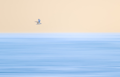 AUTHIE_Anne-Lise_Le-goeland