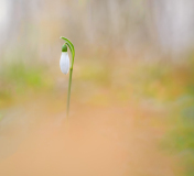 AUTHIE Anne-Lise, Le premier, couleur, macrophotographie