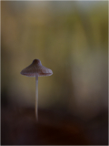 Bongiorno Chantal, Automne, couleur, macrophotographie