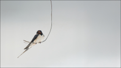 Bongiorno Chantal, Sur le fil, couleur, animalier